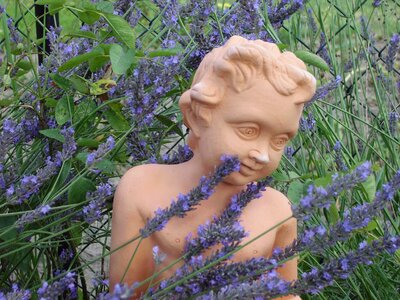 Lavender flowers purple summer