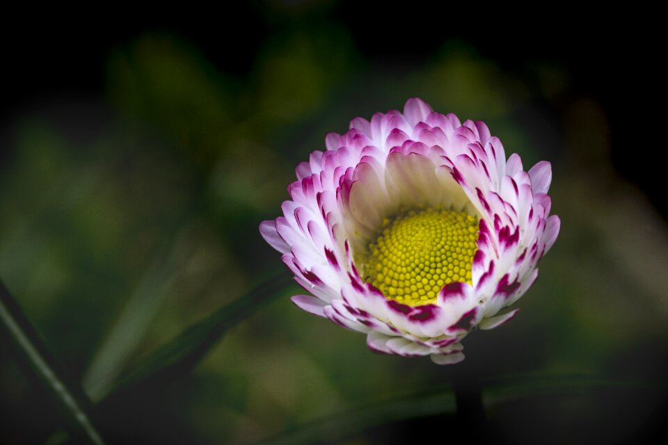 Close-up macro nature