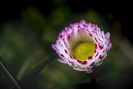 Close-up macro nature
