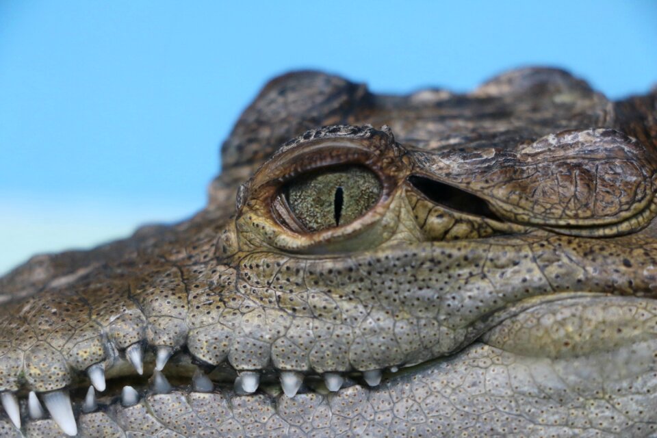 Young wildlife predator