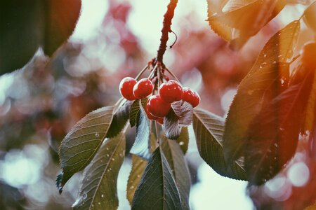 Fresh tree leaf