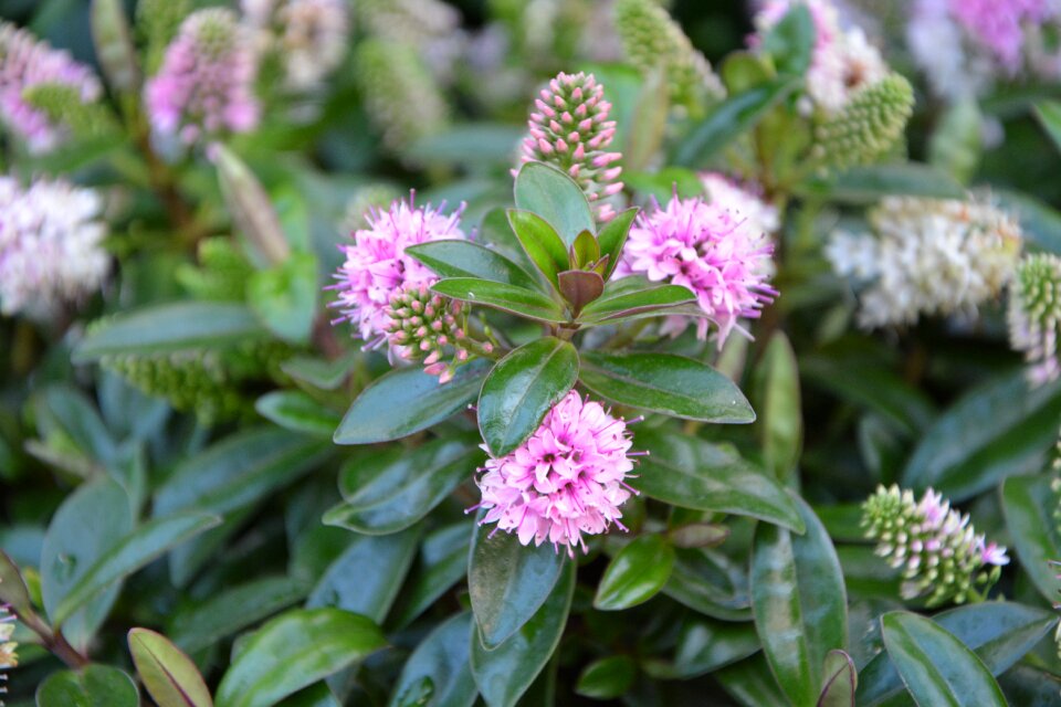 Garden flowering plants