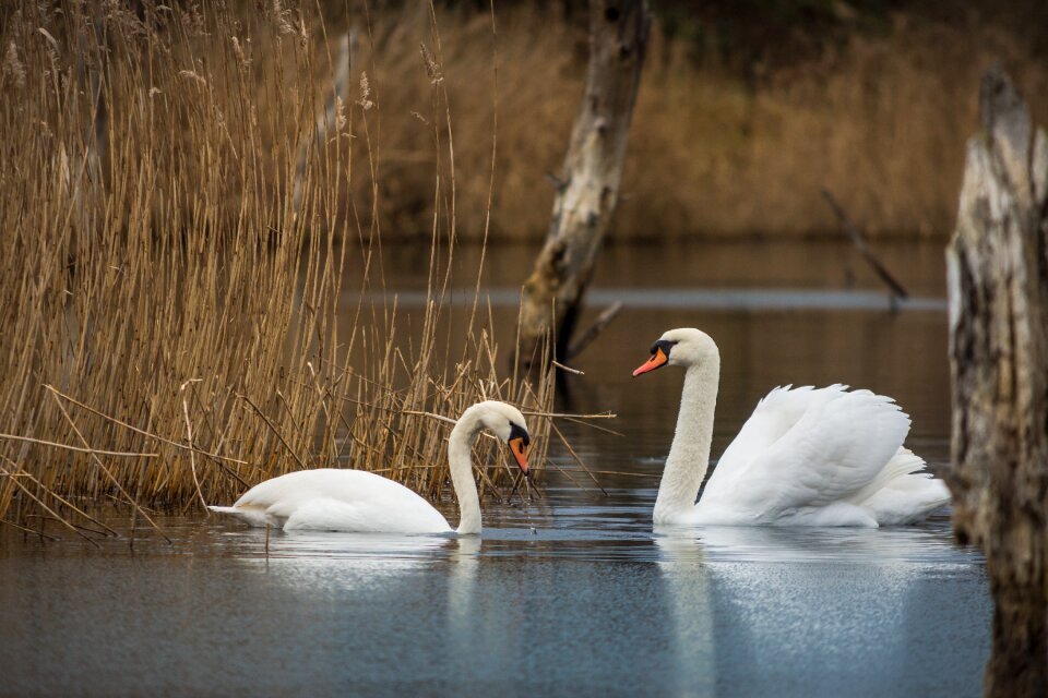 Bird nature animal world