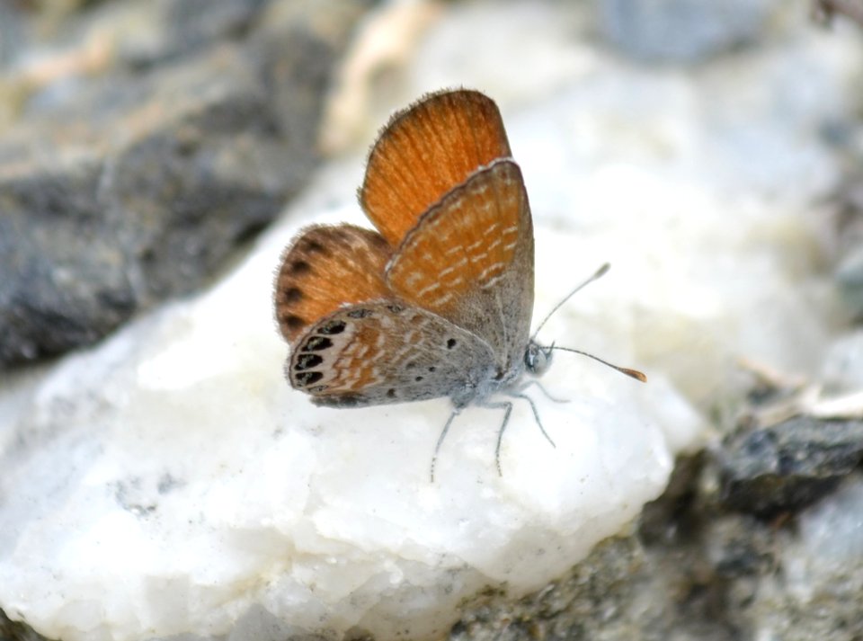 Western Pygmy Blue Butterfly (Brephidium exilis) (3)