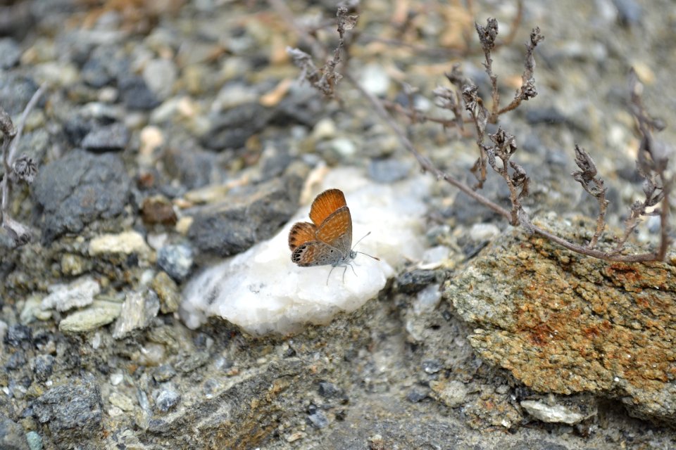 Western Pygmy Blue Butterfly (Brephidium exilis) (2)