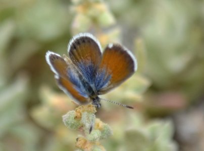 Western Pygmy Blue Butterfly (Brephidium exilis) (4)