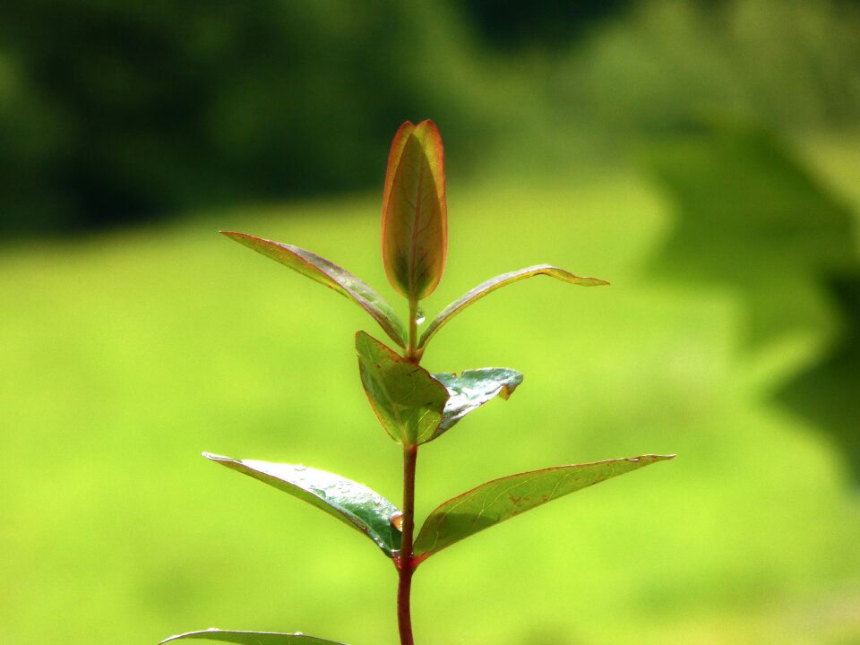 Garden nature green leaves