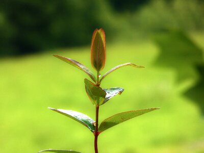 Garden nature green leaves