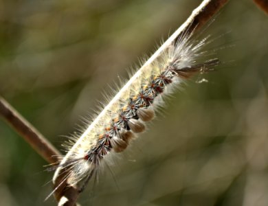 Western Tussock Moth (Orgyia vetusta)