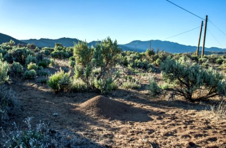 Western Harvester Ant Mound