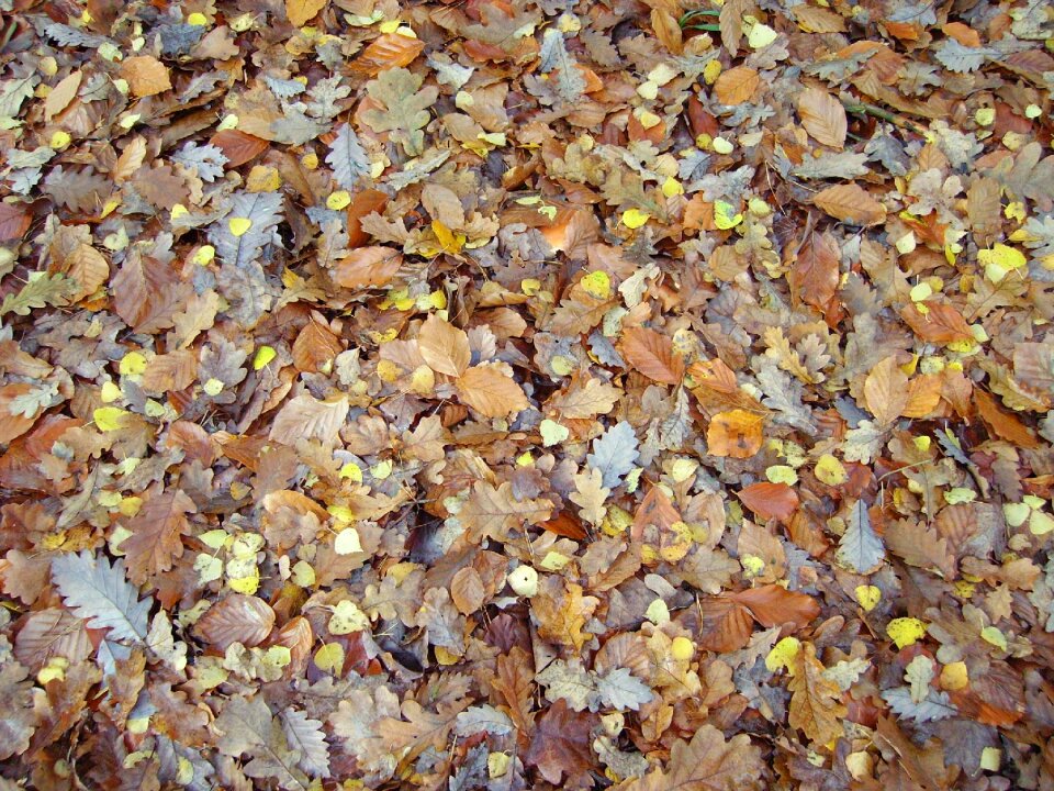 Sheet rain transience forest