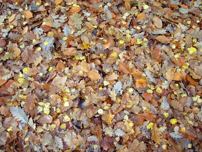 Sheet rain transience forest