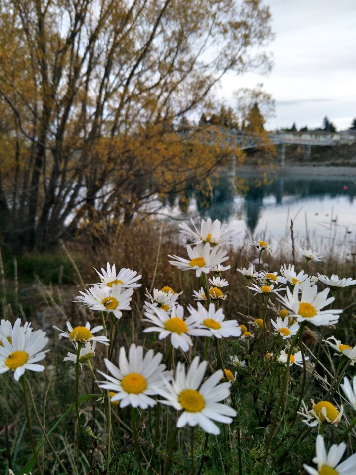 Flower flora landscape