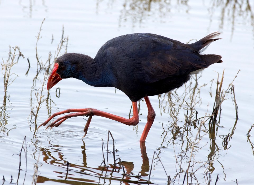 Western swamphen (Porphyrio porphyrio)