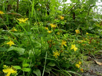 Western St. John's-Wort (Hypericum formosum) on Kaien Island, British Columbia, Canada