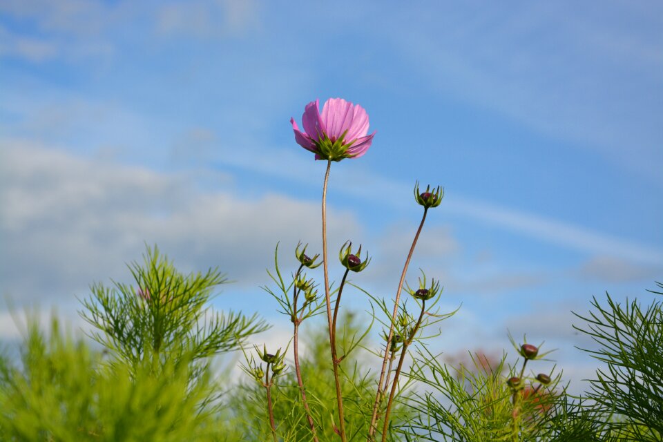 Flowering purple nature