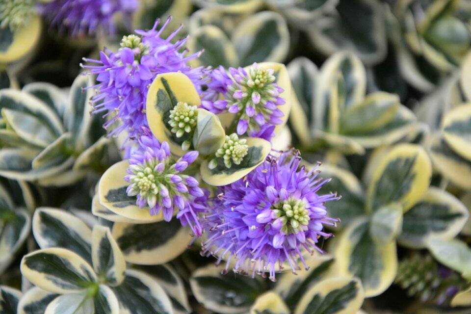 Plant nature purple flowers