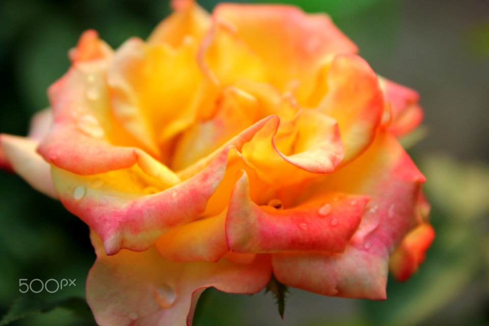 Wet Flower (2387950)