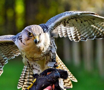 Bird of prey falconry wild animal