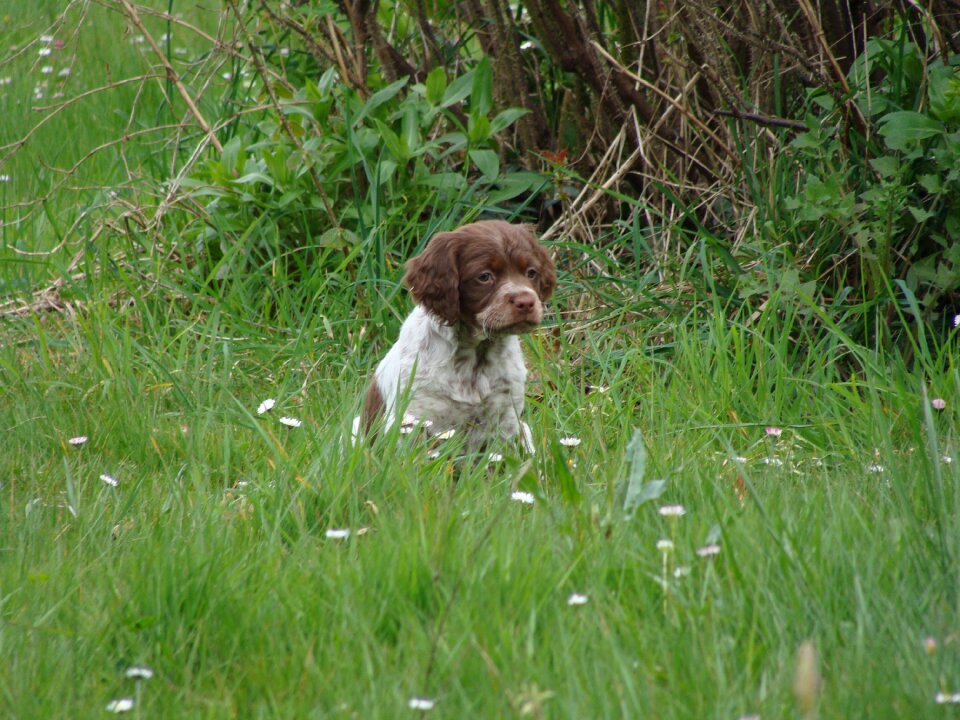 Domestic animal canine dog