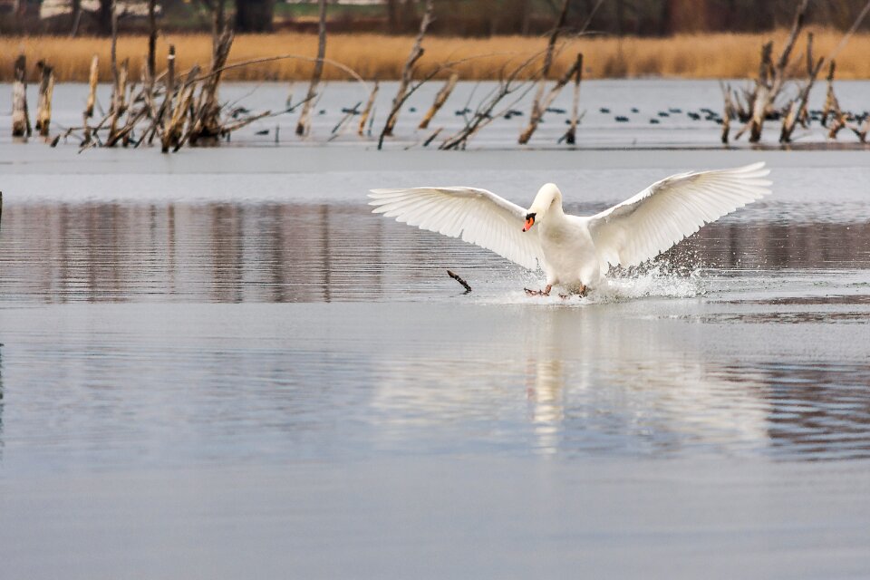 Winter lake swan