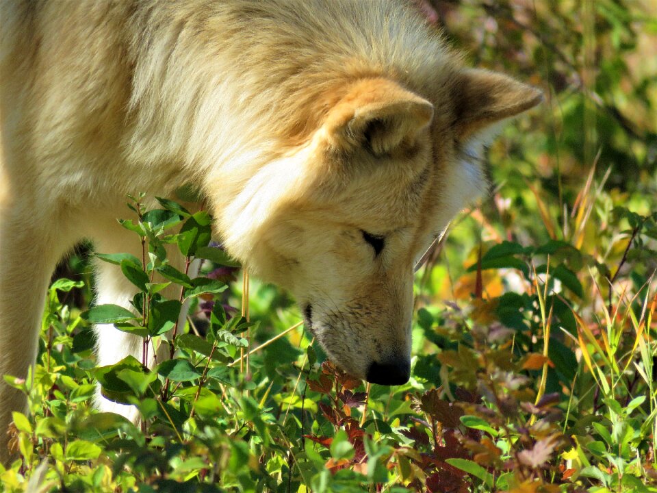 Hunting sniffing smelling