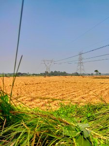 West Bengal (Rural area) paddy field photo