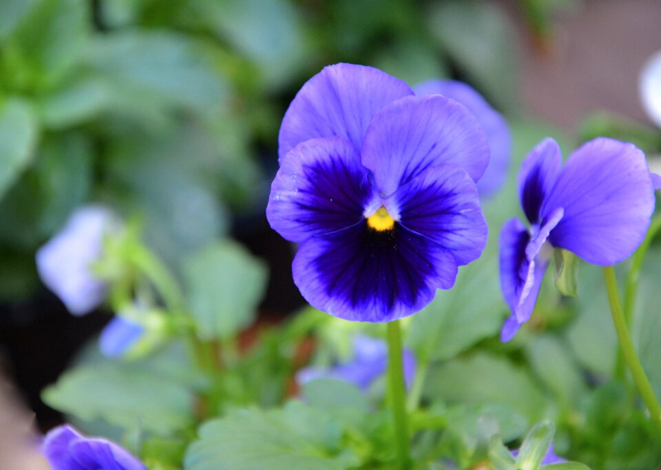 Botany nature plants flowering