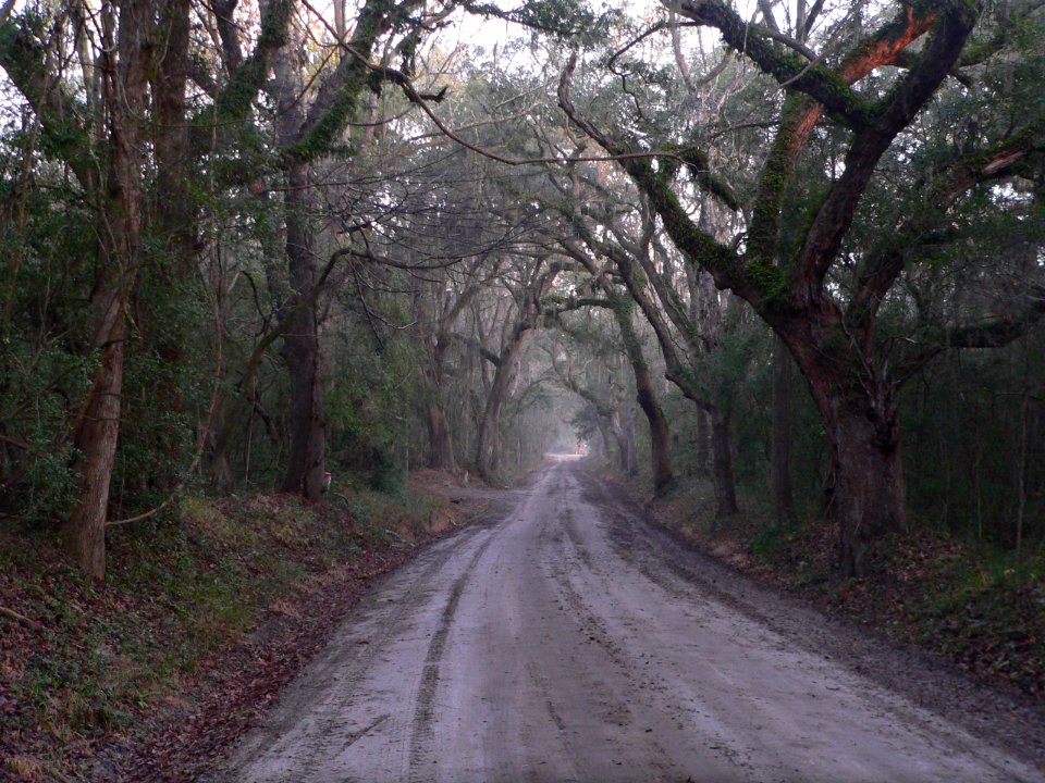 Wescott Road (Edisto Island) 1