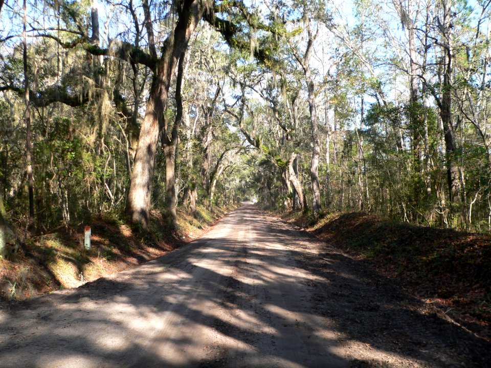 Wescott Road (Edisto Island) 3