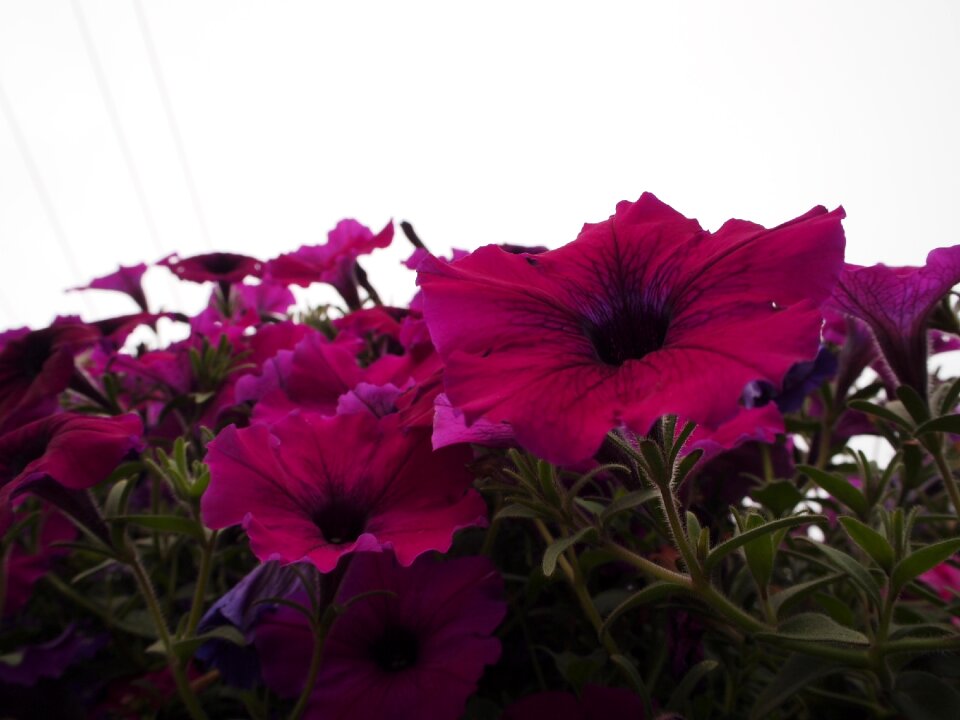 Natural plant bloom