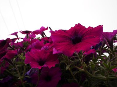 Natural plant bloom