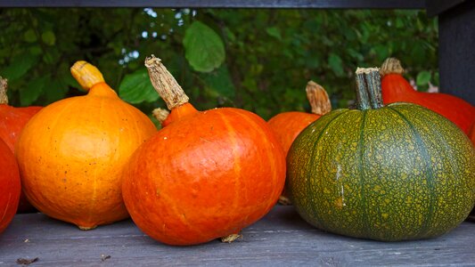 Thanksgiving halloween autumn