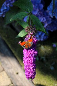 Dagpauwvlinder butterfly garden