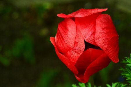 Poppy flower macro red