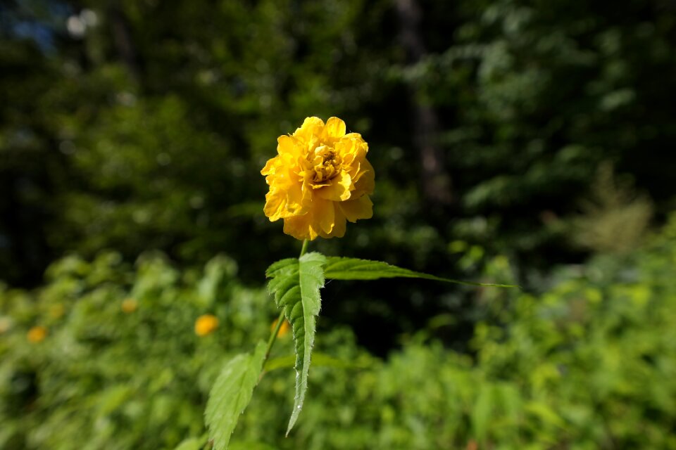 Flowers nature bush
