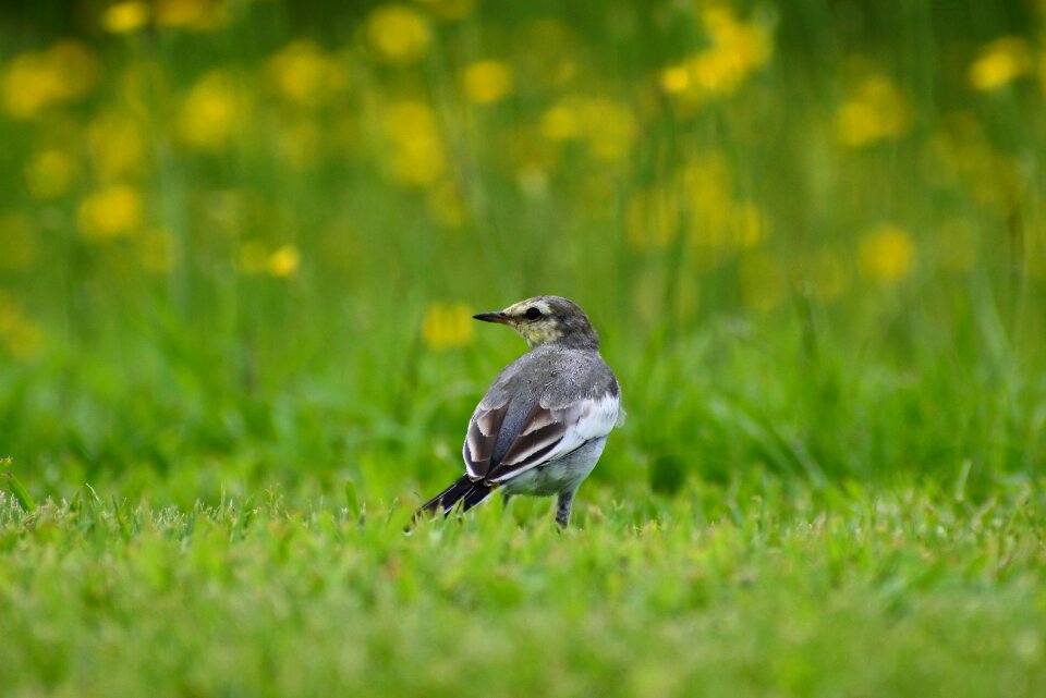 Little bird high security level wild birds