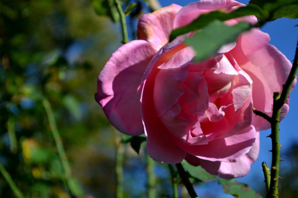 Westbury Gardens Fall 2013 113 Resize Jpg (237887939)