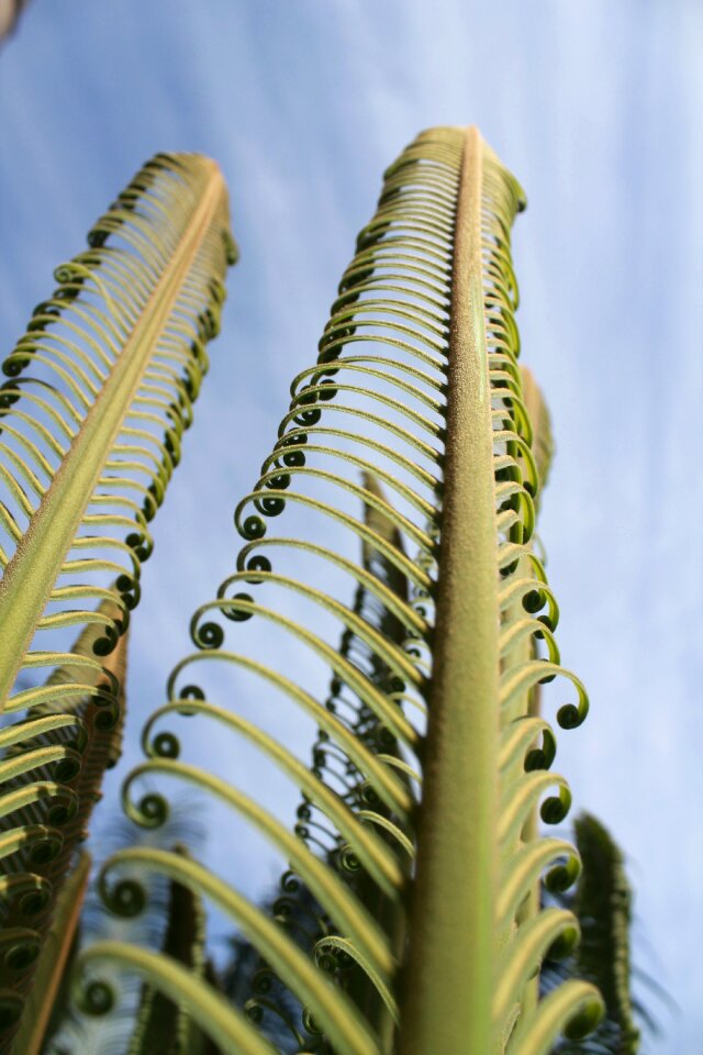 Tropical green cerrado
