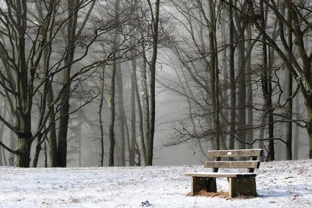 Mystical mysterious fog photo