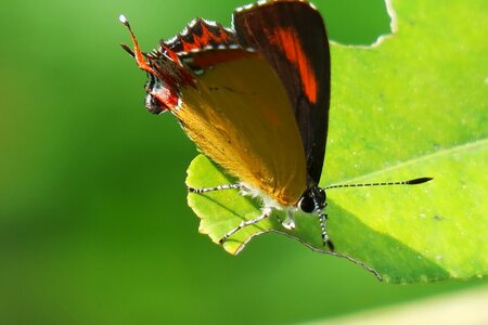Nature outdoor biology