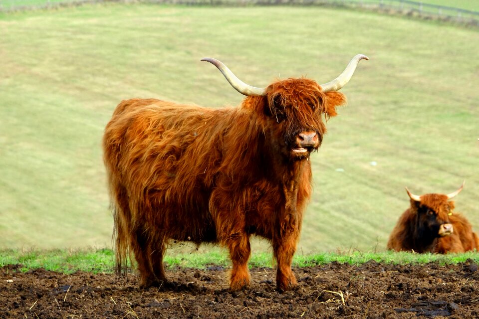 Brown livestock galloway beef