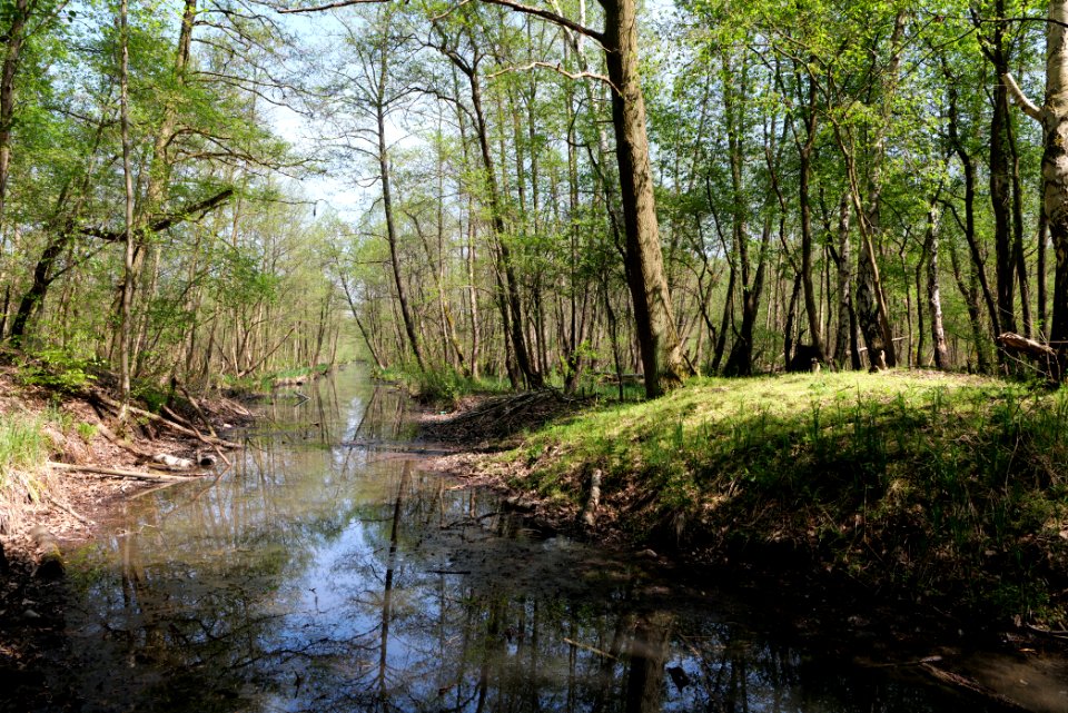 Zülowkanal in NSG Ehemaliger Blankenfelder See 2021-05-11 11