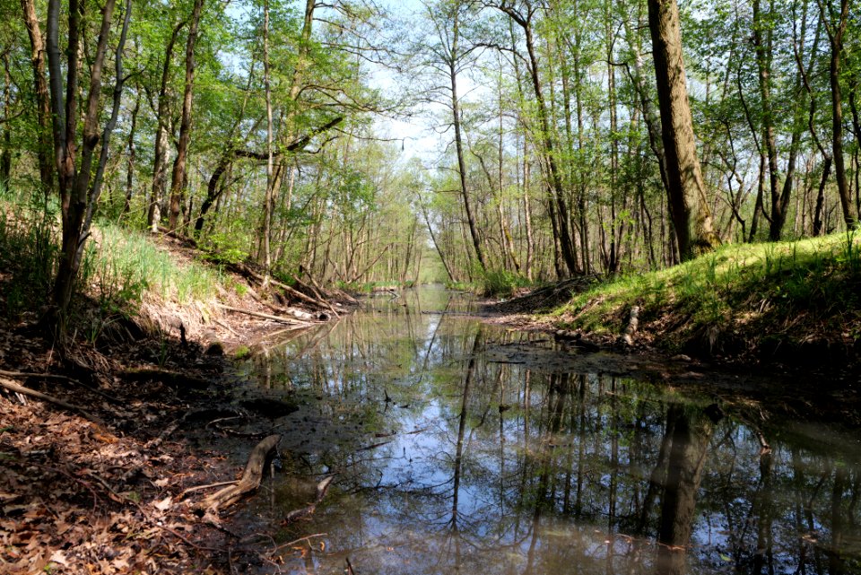 Zülowkanal in NSG Ehemaliger Blankenfelder See 2021-05-11 05