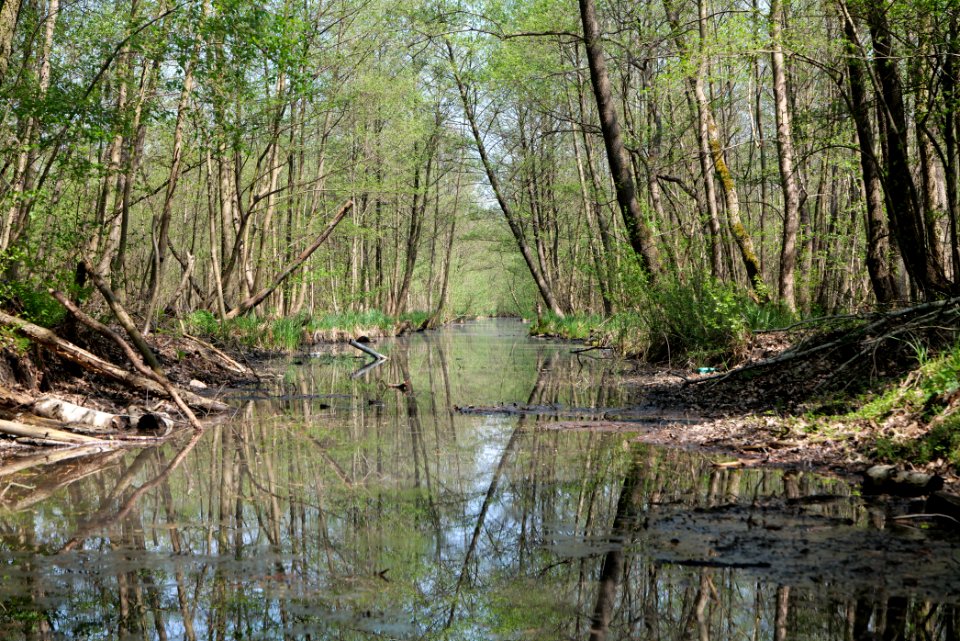 Zülowkanal in NSG Ehemaliger Blankenfelder See 2021-05-11 07