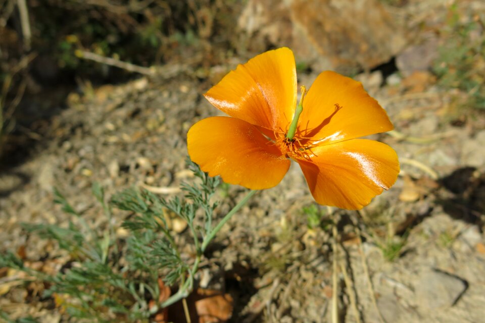 Suasi poppy peru