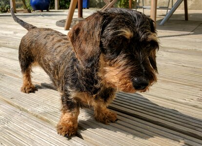 Canine brown domestic