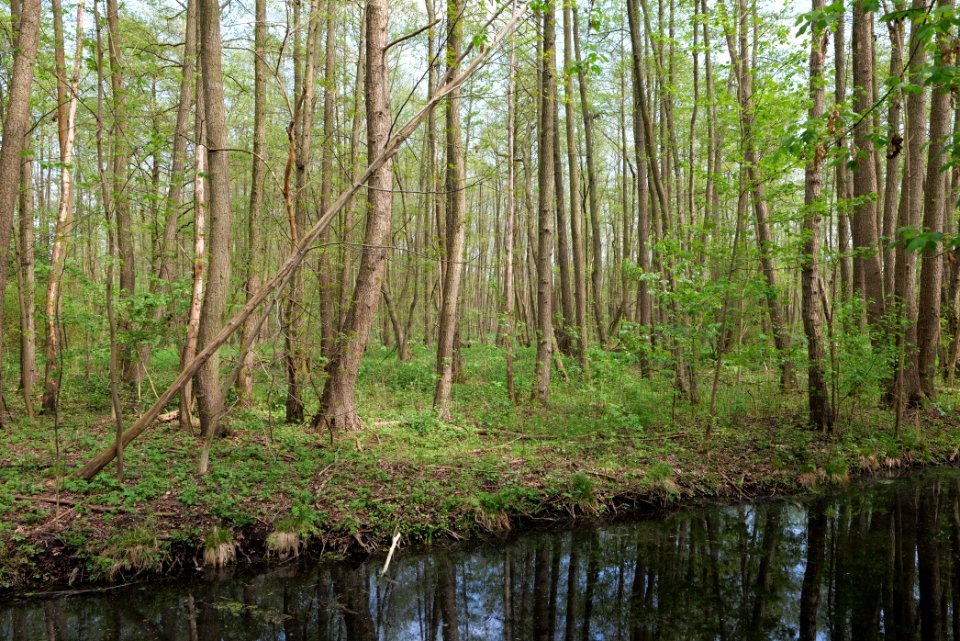 Zülowgraben in NSG Machnower See 2021-05-11 01