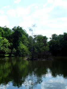 Zámecký rybník Teplice - ostrůvek