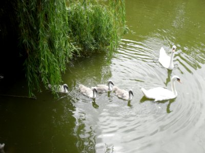 Zámecké jezero Teplice C